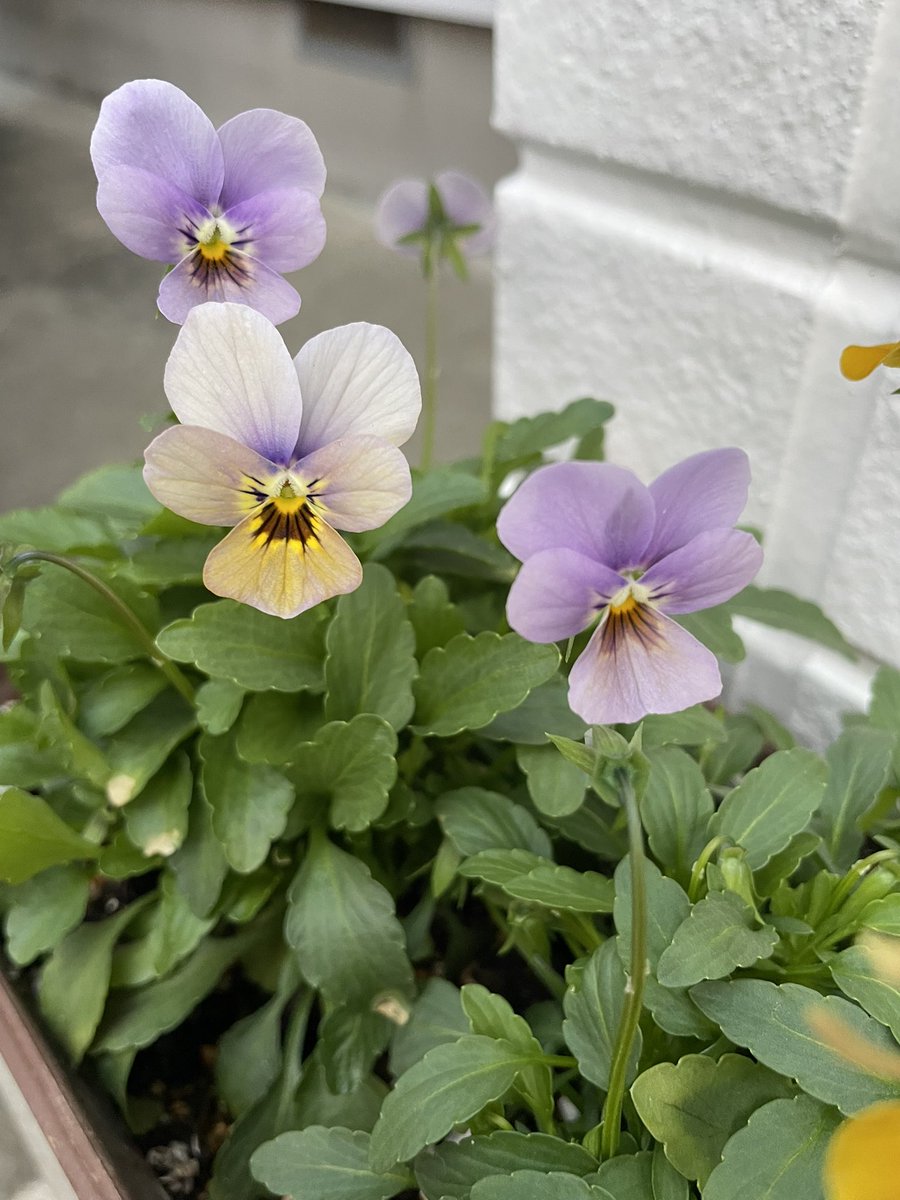 ひ̆̈に̊̈ゃ̂に̊̈ゃ̂ on X