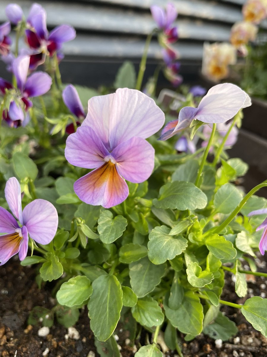 ひ̆̈に̊̈ゃ̂に̊̈ゃ̂ on X