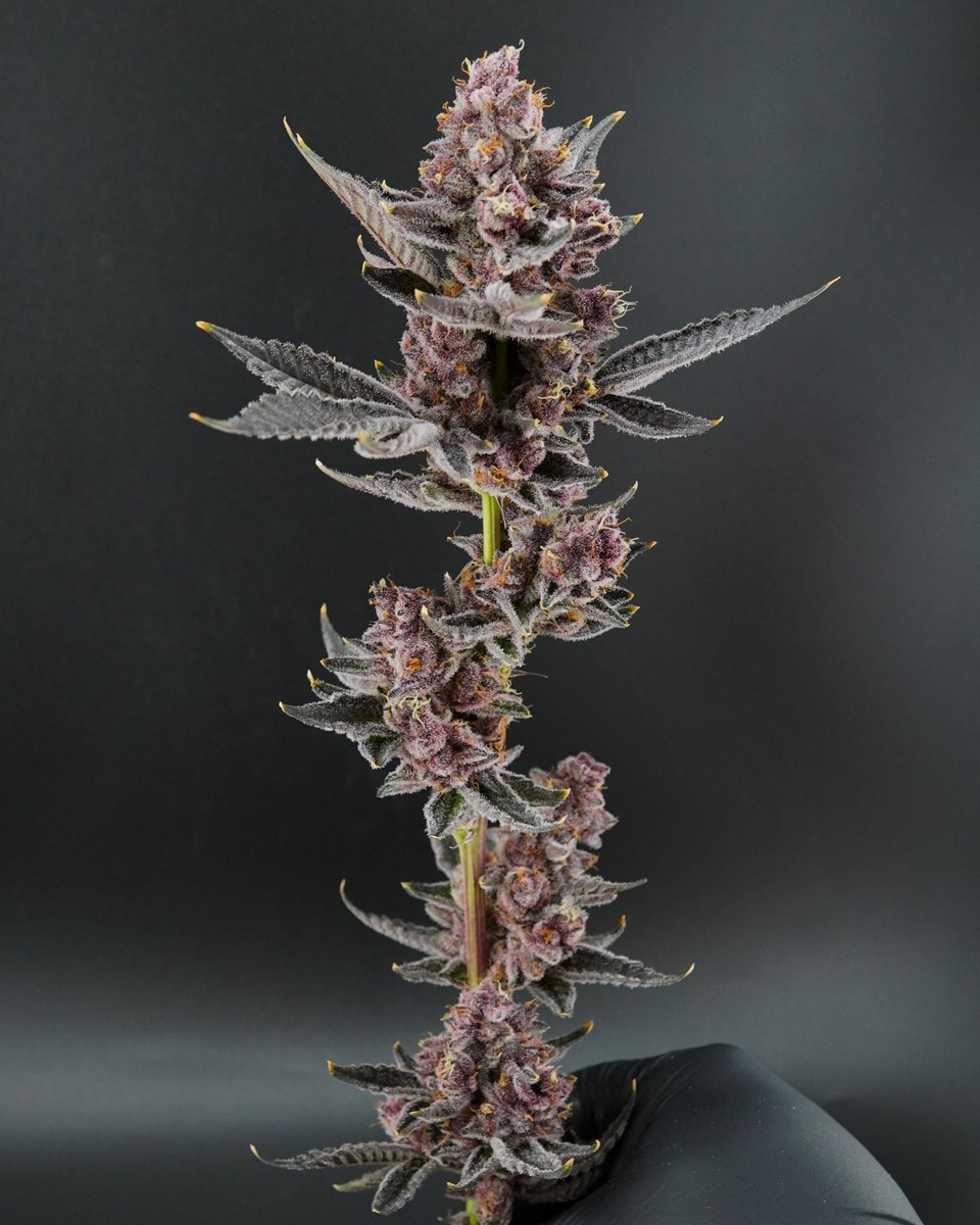afghan skunk always smells like a good idea 🦨
