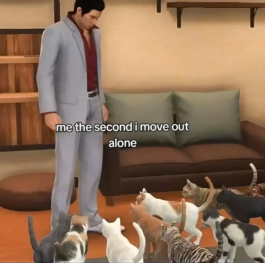 smol silly cat (@catsillyness) on Twitter photo 