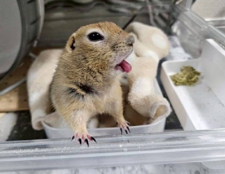 Engie (buildin' for RED) tweet media