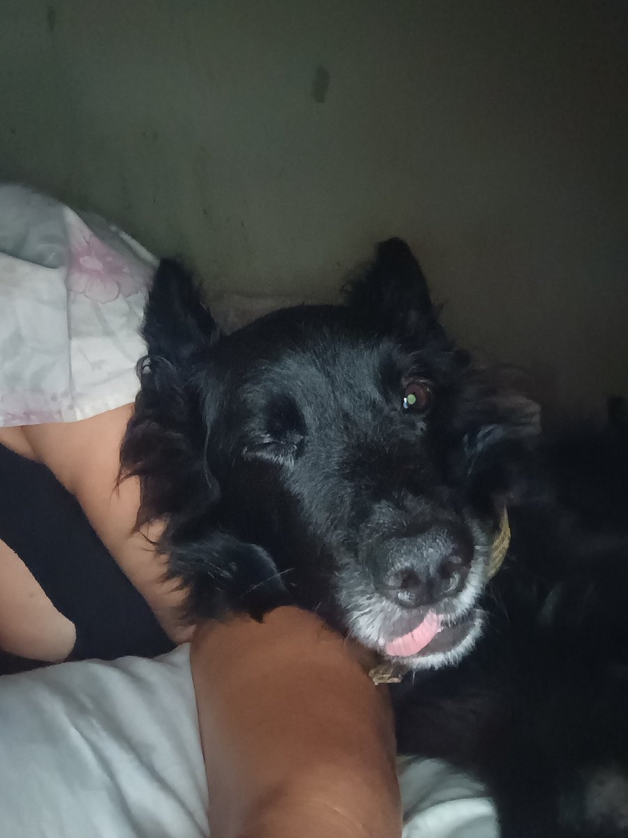 fioreediloto's tweet photo. Hj vc teve uma convulsão seriíssima. Rigidez nas patas (dianteiras e traseiras), babou, salivação excessiva, contração ocular, fez xixi na cama involuntariamente, enfim, quase eu te perdi... 

E pra minha surpresa após convulsão vc aceitou beber água e comeu. 

Fica um pouquinho, https://t.co/TJUcuDVUXl