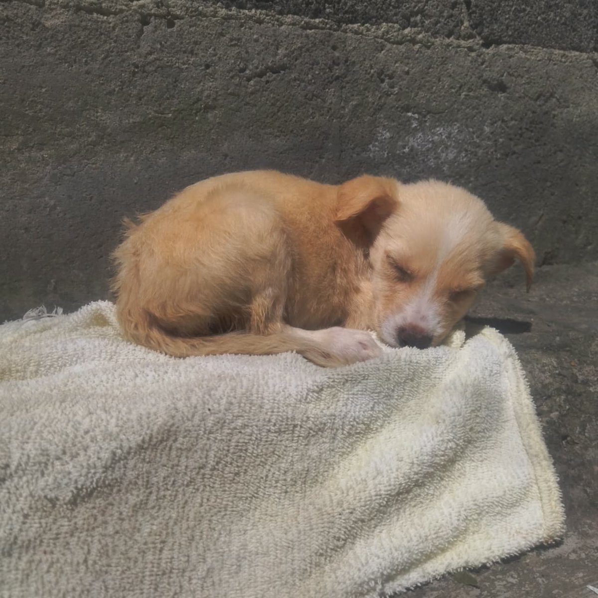 VIBRAmascotas's tweet image. Miel es chiquita, tiene 2 meses aprox, parece que será talla chica , urge una familia para ella por favor 🙏🏼 
Wats 5548724347
#CiudadDeMéxico