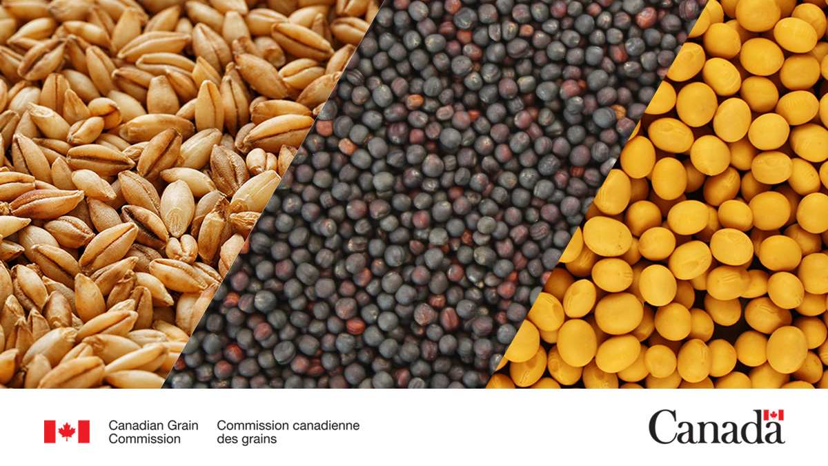 The CGC is participating in Manitoba in the Farmer Grain Grading Bootcamp, hosted by <a href="/CanolaGrowers/">Canola Growers</a>, <a href="/mb_cropalliance/">Manitoba Crop Alliance</a> and <a href="/MbPulseGrowers/">MPSG</a>. 
Learn more about the grading sessions. 
Nov 25 in Carman:
ow.ly/QaG350XoC3Z

Nov 26 in Souris:
ow.ly/kX0z50XoC40