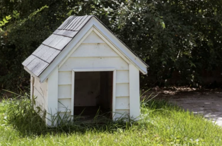 Solanaisforme's tweet photo. In a world of privacy thriving, the trenches are looking for the dog, but thats the thing. The dog is hiding in plain sight. 

He's been here with us all along. I give you Clarence. https://t.co/gMI0eul3lS