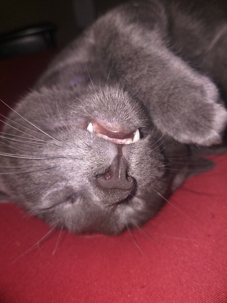 GotShotInTheAss's tweet photo. @Its_Just_Steve_ Il fais une sieste https://t.co/JfldDc4PQV