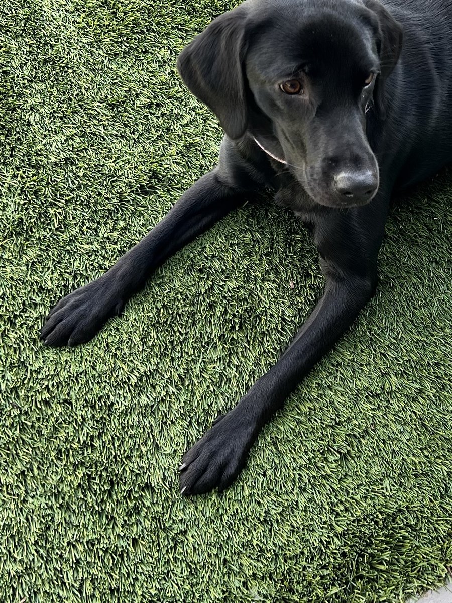 ArtificialTurf_'s tweet image. Your pup-approved perfect lawn starts here 🐾💚

Soft under paws, tough on wear—ATS artificial grass is made for fetch, zoomies, and lazy sun naps alike. Low-maintenance, pet-friendly, and always picture-ready.

Request your free sample kit today! artificialturfsupply.com/request-sample…