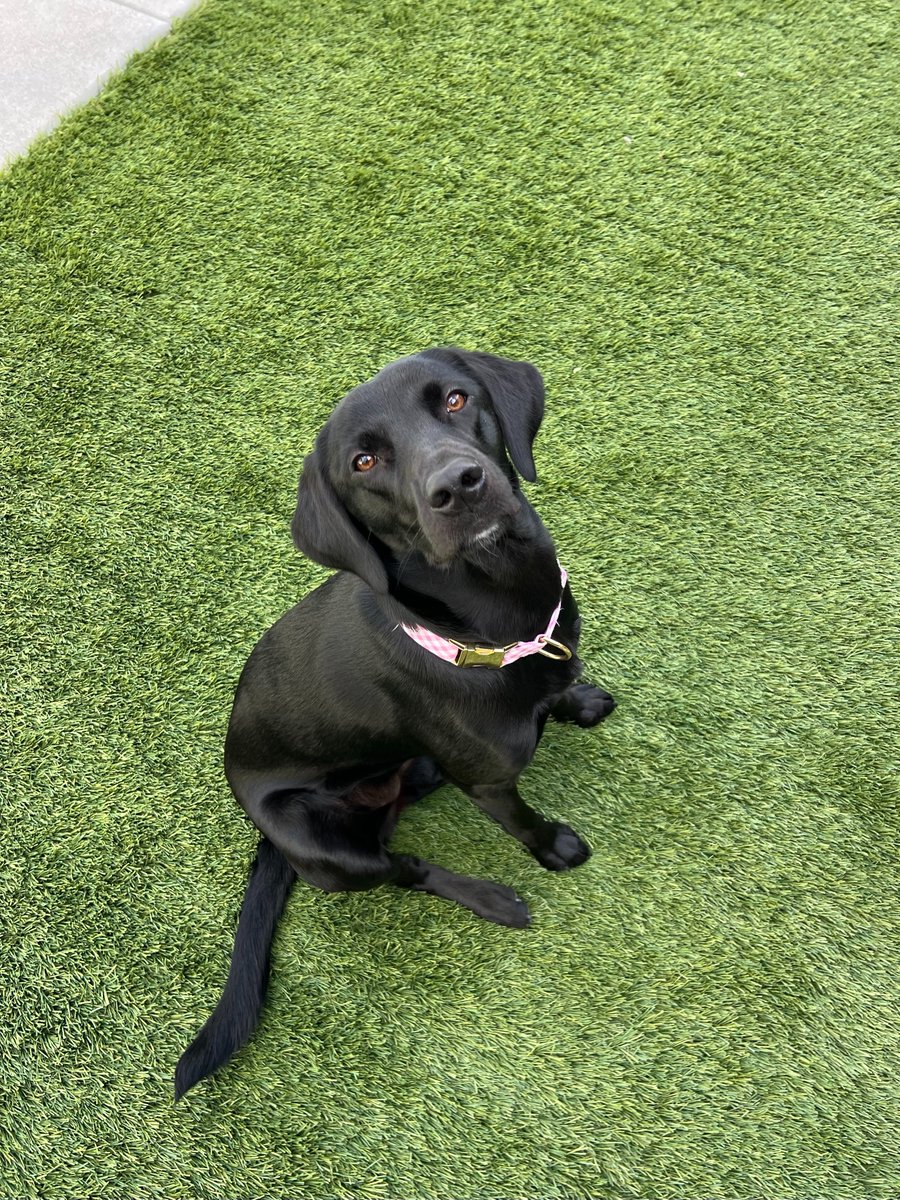 ArtificialTurf_'s tweet image. Your pup-approved perfect lawn starts here 🐾💚

Soft under paws, tough on wear—ATS artificial grass is made for fetch, zoomies, and lazy sun naps alike. Low-maintenance, pet-friendly, and always picture-ready.

Request your free sample kit today! artificialturfsupply.com/request-sample…