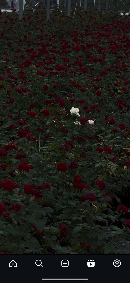 Bazen kendimi bu gül gibi hissediyorum.
Herkesten uzak.