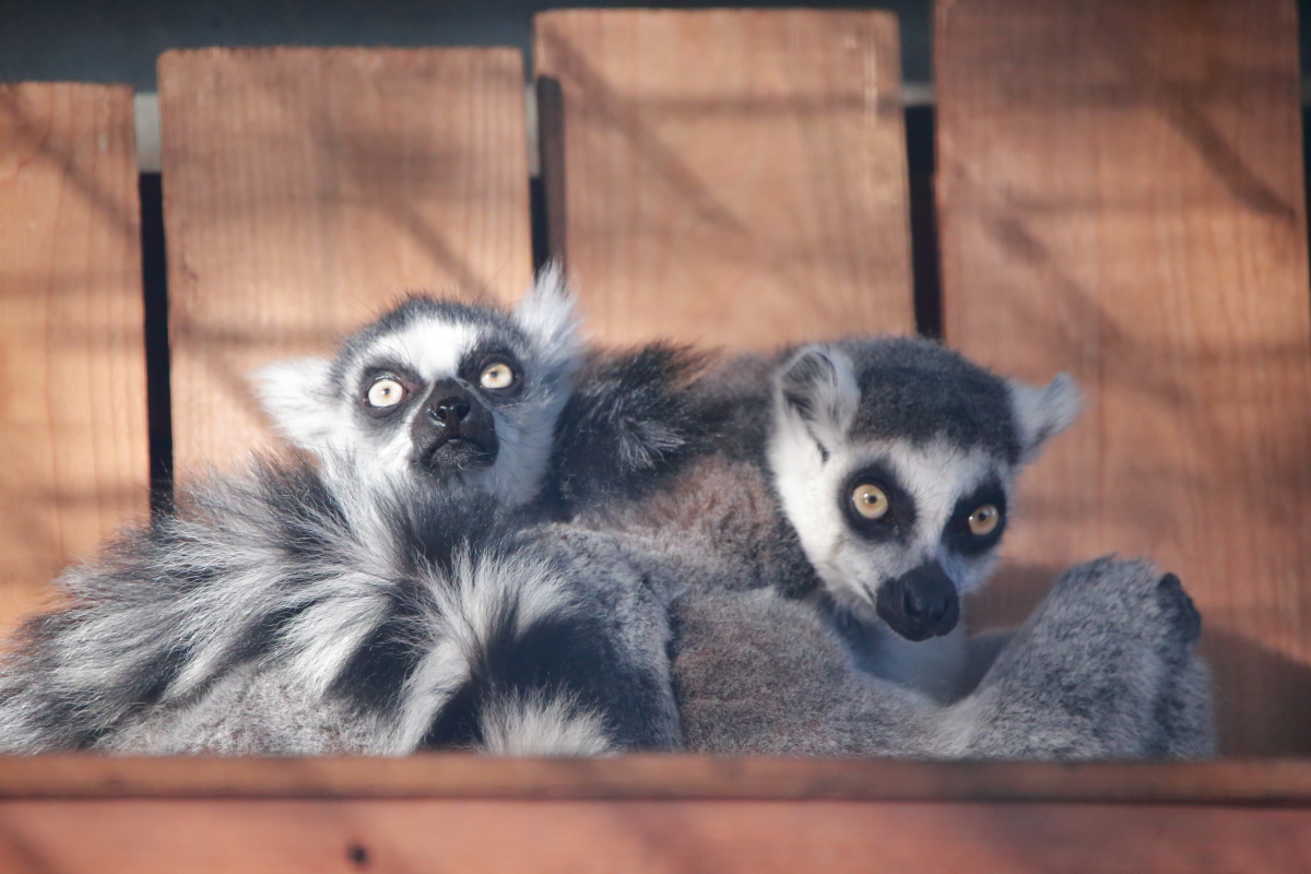 灰色の狐猿様連絡専用 わお太郎の冒険譚 (@bsdog9) / Posts / X