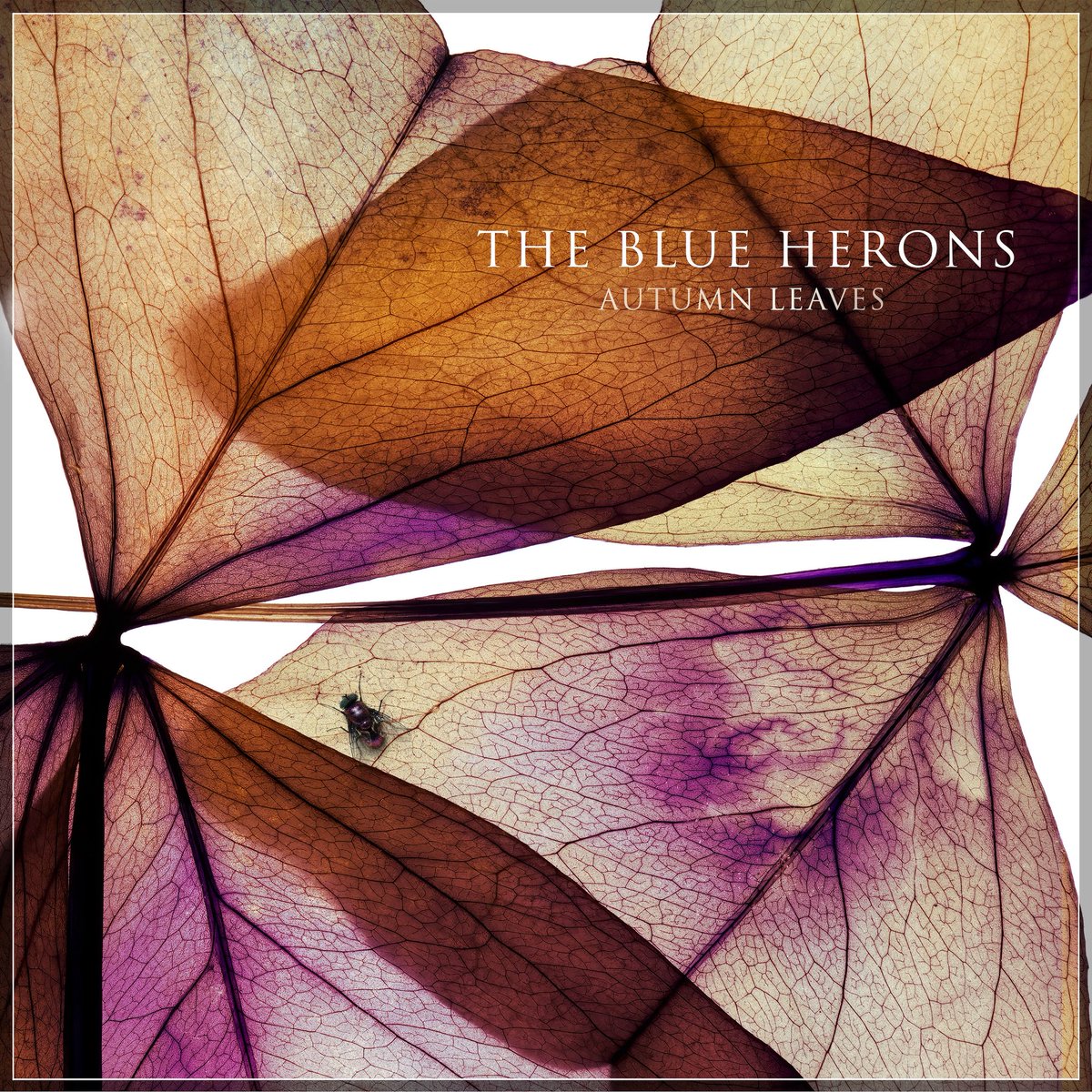 Autumn Leaves by The Blue Herons is available on Spotify and more.  Listen here hypeddit.com/cpazf0 

#theblueherons #jangleindiepop #indiepop #dreampop #autumnleaves #grindethos