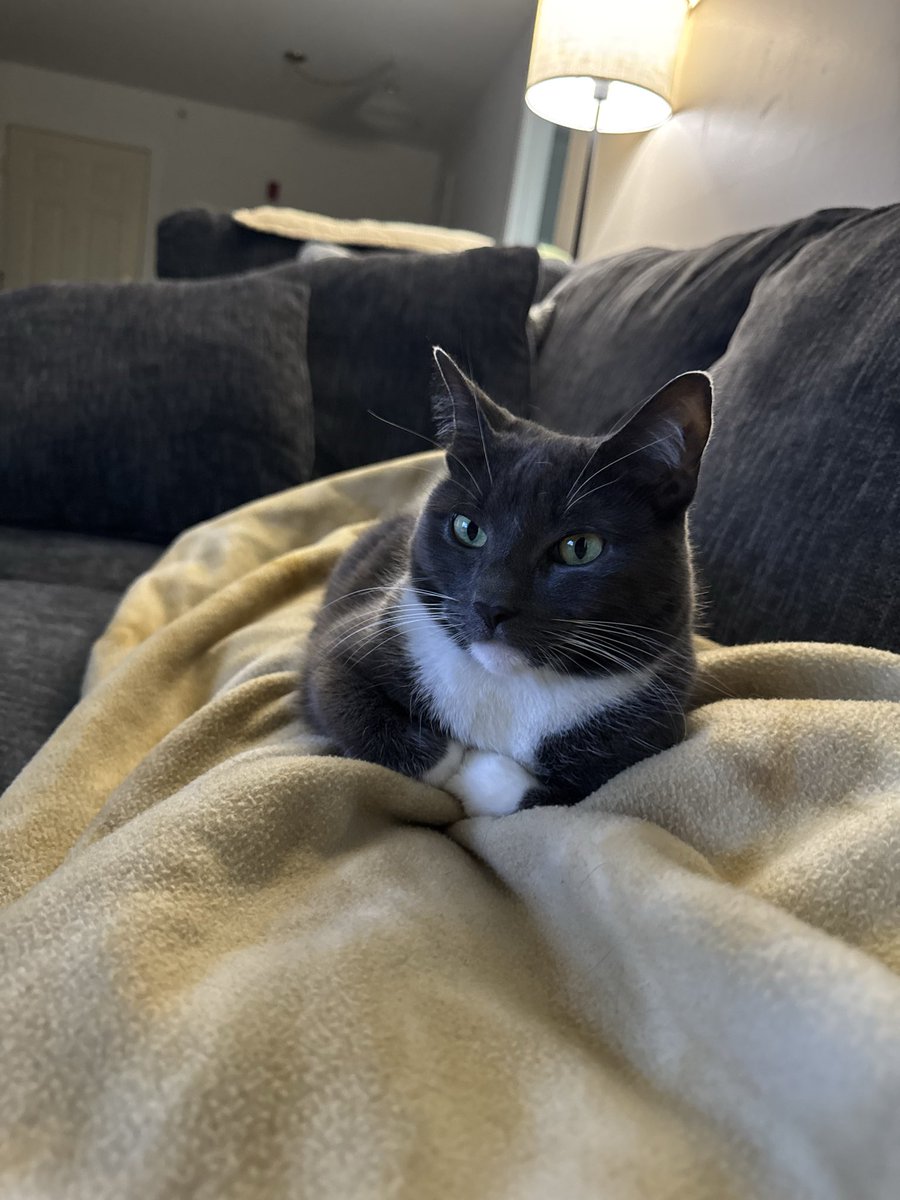 BronzeKnight8's tweet photo. She’s just chilling https://t.co/7hR9BKCVr6
