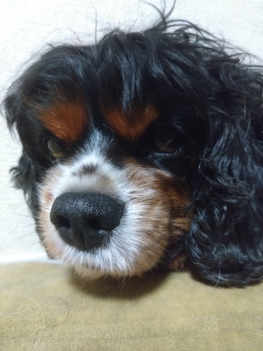 チャンネルもんち (@channel_monchi) / Posts / X