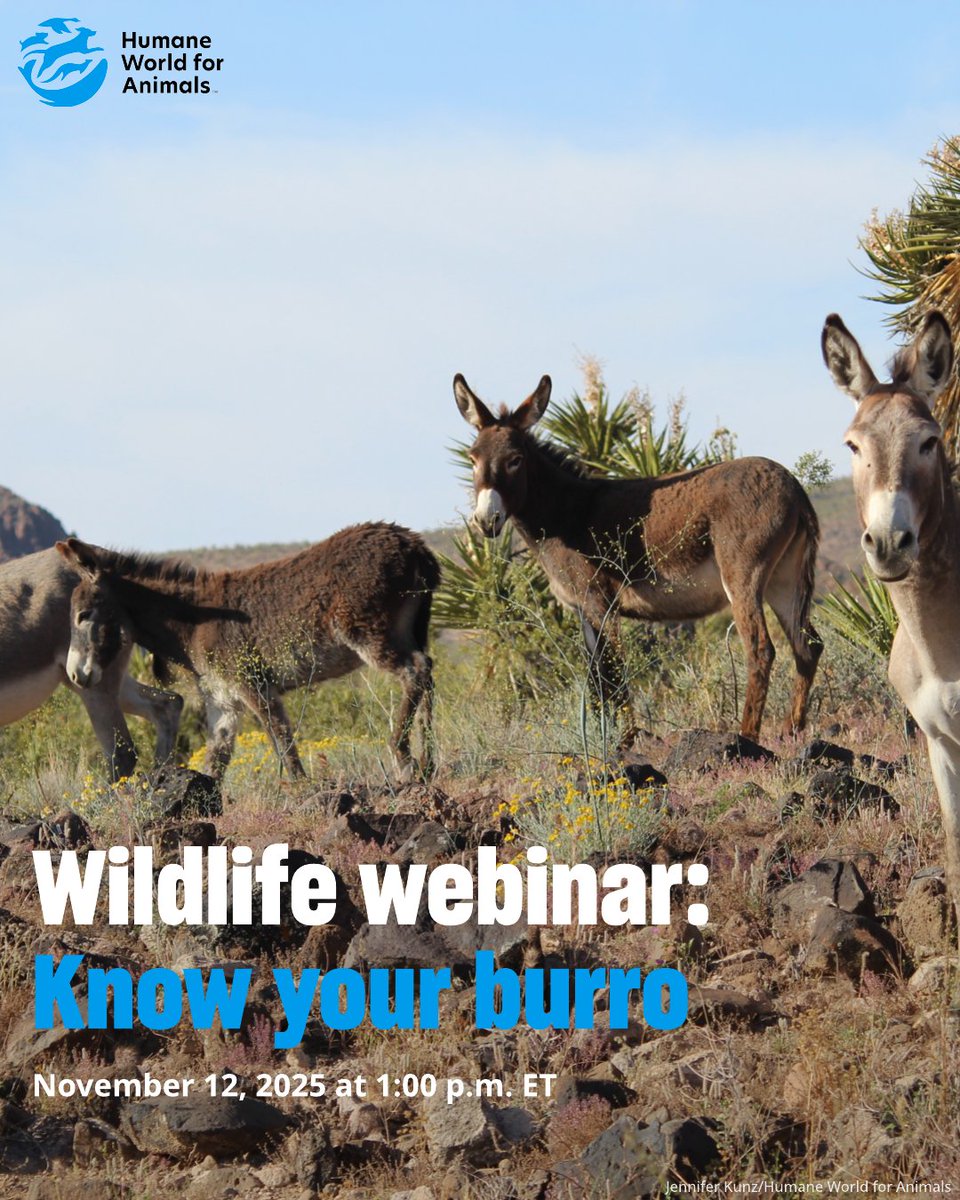 🫏 Know Your Burro: A Practical Guide for Field Identification
📅 Nov. 12, 2025 | 🕐 1–2 p.m. ET

Join our wildlife protection team for a free webinar on identifying individual wild burros using natural markings and behavior. Learn how this approach supports welfare, reduces