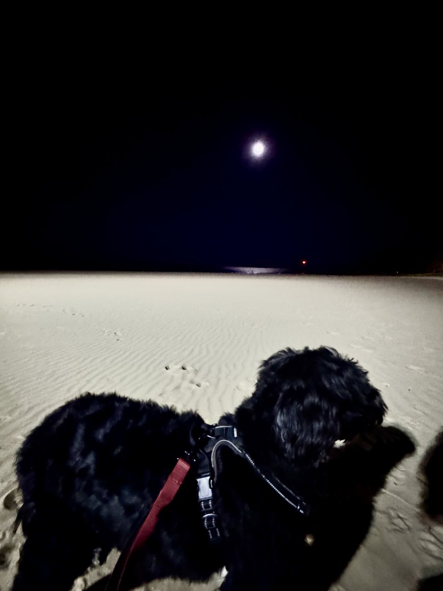 JSahota4's tweet photo. My dog and I had a great moonlit walk for the #HONGJOONG6K #GLOBAL6K #RUN_WITH_HONGJOONG_2025 ! https://t.co/8wJsvrHBFr