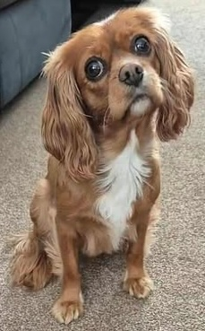 millypod1's tweet photo. 🆘7 NOV 2025 #Lost Aubrey #ScanMe
NERVOUS EX #RESCUE Female
Top of Stout Lane by gateway onto Lydeard Hill. #Bagborough #Taunton #Somerset #TA4
Please do not call chase or approach.
https://t.co/7I4LXJYjvS https://t.co/Wc9npd5xhG