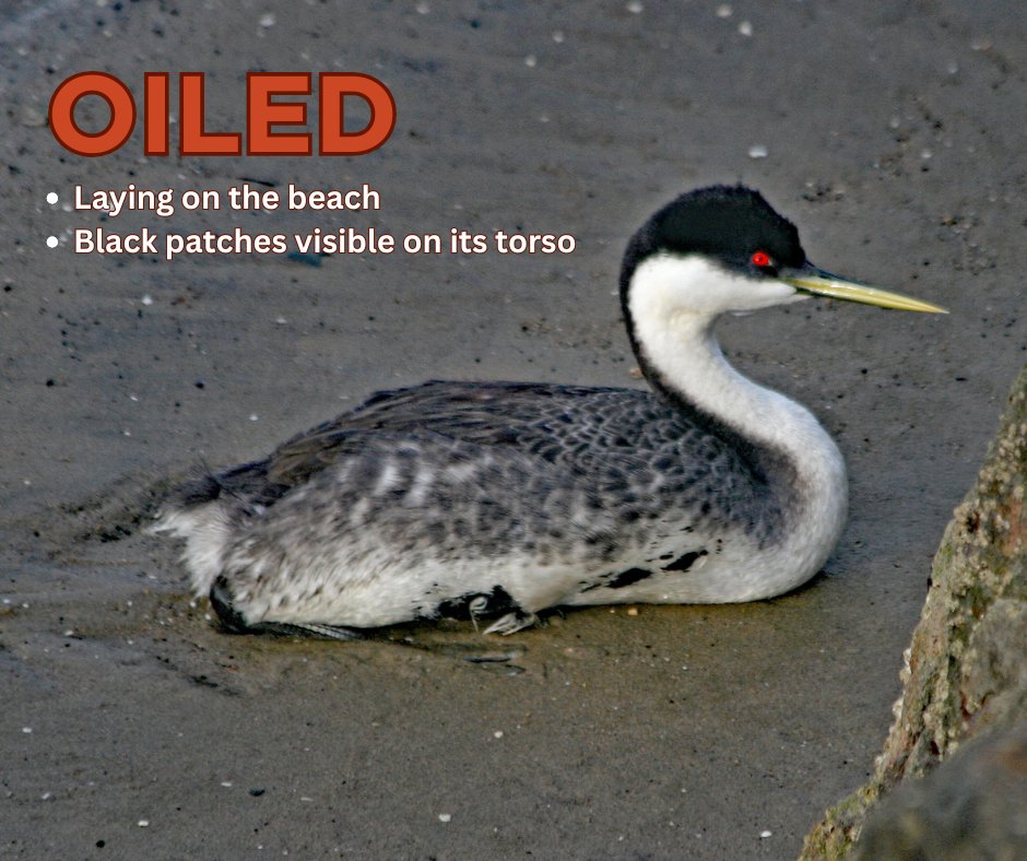 IntBirdRescue's tweet image. Recognize the signs of a healthy grebe and an oiled grebe.
Grebes’ bodies are not adapted to walking on land - if you see one stranded on the shore, it needs help!
If you’re in Santa Barbara or Ventura County and see a bird in distress, call 866-SOS-BIRD