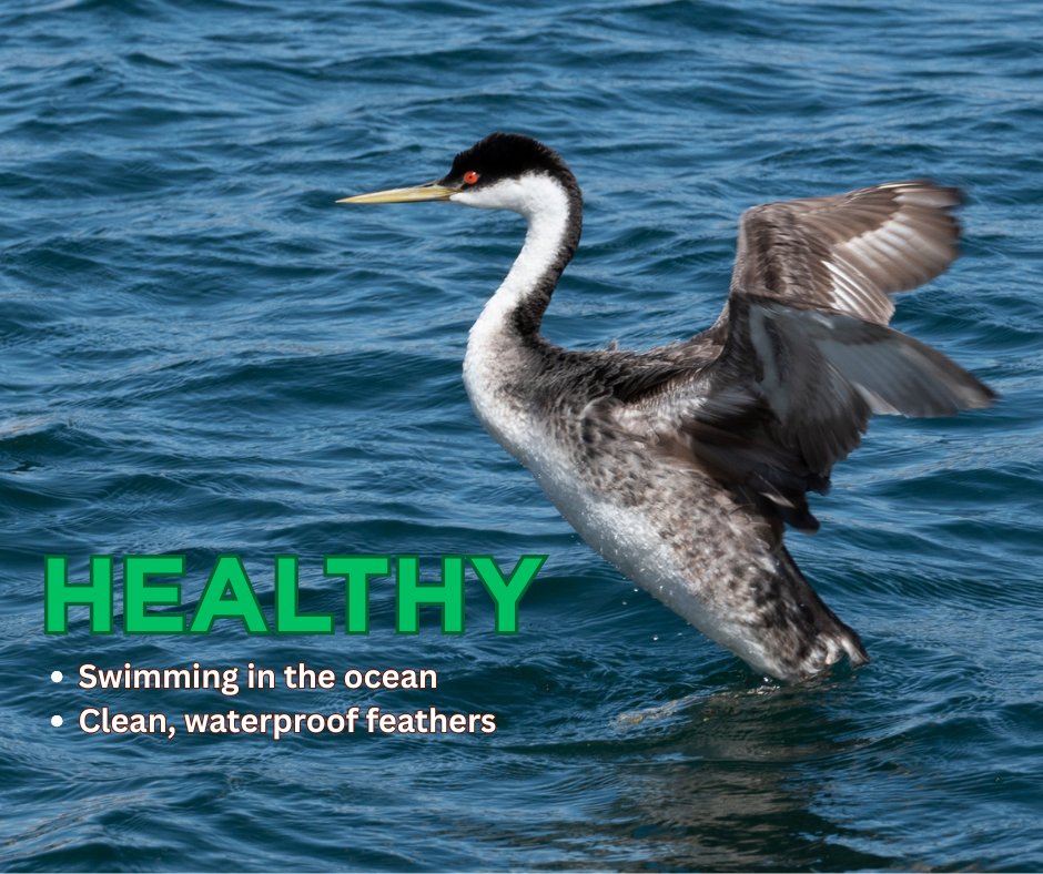 IntBirdRescue's tweet image. Recognize the signs of a healthy grebe and an oiled grebe.
Grebes’ bodies are not adapted to walking on land - if you see one stranded on the shore, it needs help!
If you’re in Santa Barbara or Ventura County and see a bird in distress, call 866-SOS-BIRD