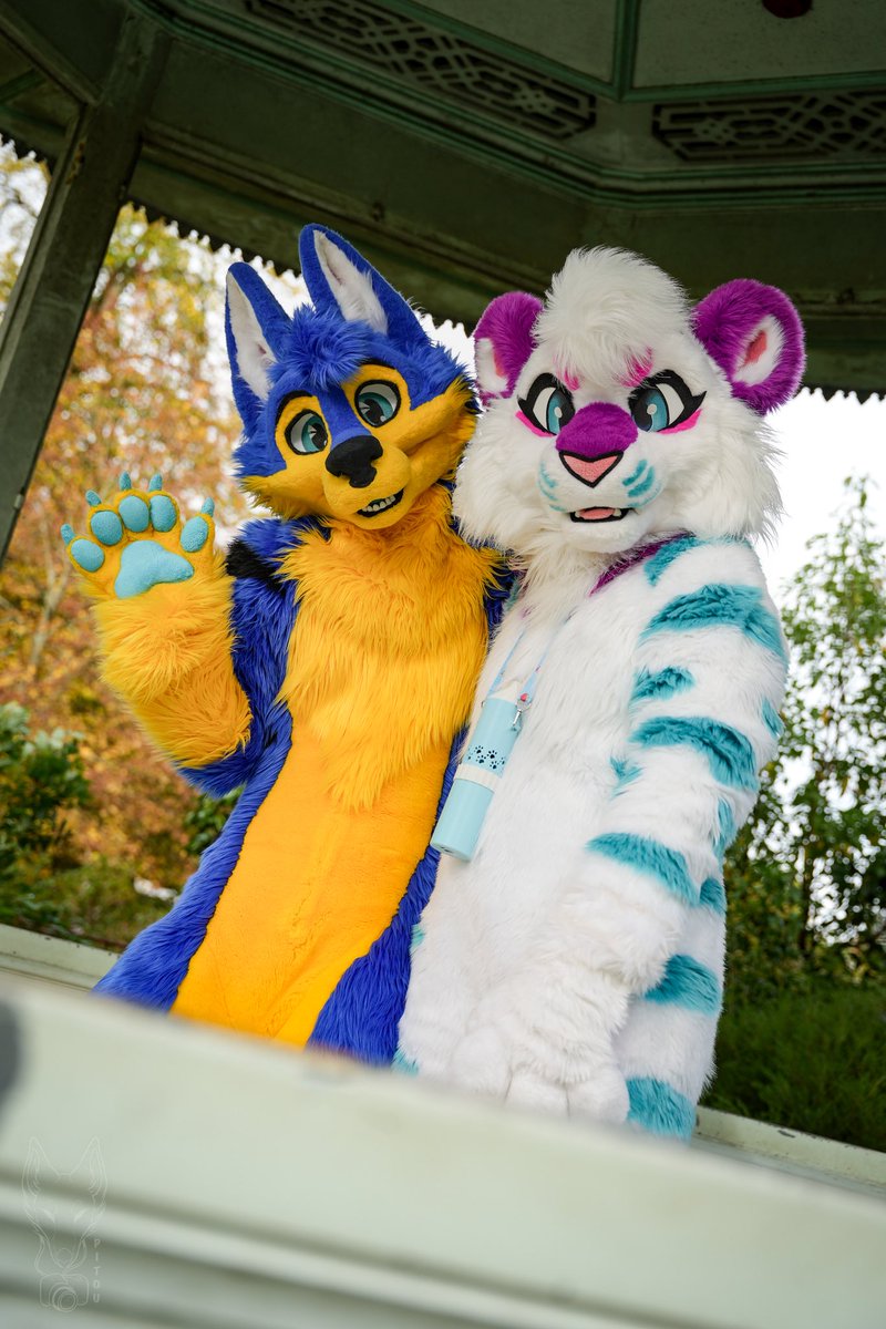 Always waiting for My love 🥰🥰🥰 <a href="/WildShineTiger/">WildShine WaveTiger 🐯🌊</a> 🥰🥰🥰 
Say hi to people who's watching us :3 
#fursuitfriday

📷 and edit <a href="/Pitou_Rikou/">Pitou Rikou</a> 

#furry #fursuit #frenchfursuiters