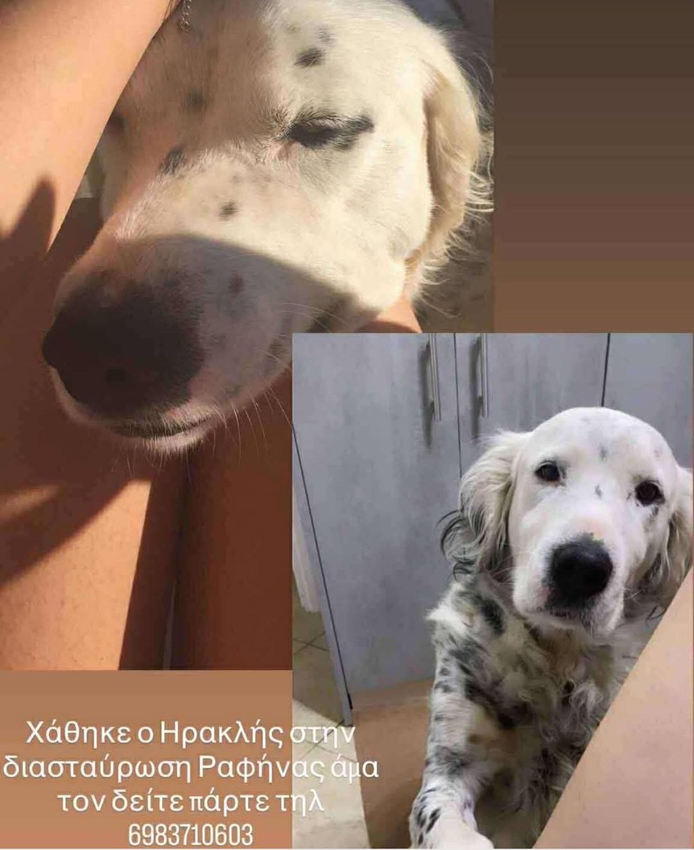 🆘️🆘️🆘️
Χάθηκε ο Ηρακλής στη διασταύρωση Ραφήνας 
Αν τον εντοπίσετε ή γνωρίζετε κάτι επικοινωνία με το τηλ 
Rt 🙏 🙏 🙏