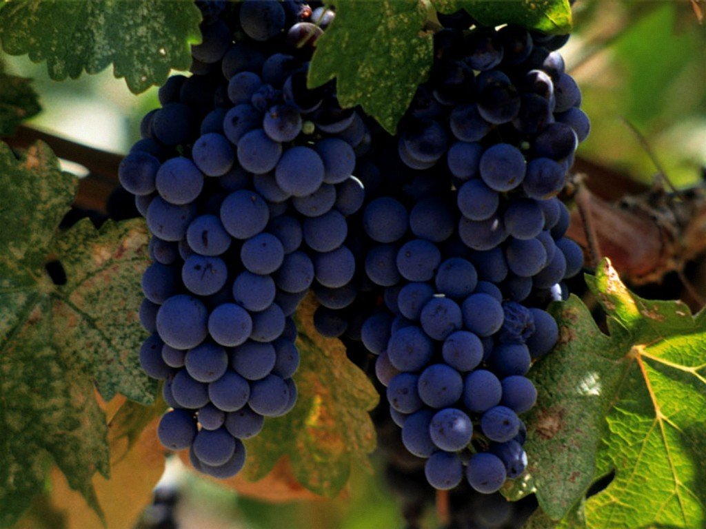 De Bordeaux a la Patagonia: el largo viaje del Merlot explora cómo esta variedad encontró terreno en Argentina y su rol actual en nuestras bodegas.
👉 Leé más: vinosypasiones.com/2025/11/07/de-…
#MerlotArgentino #VinoArgentino #Enoturismo 🍷