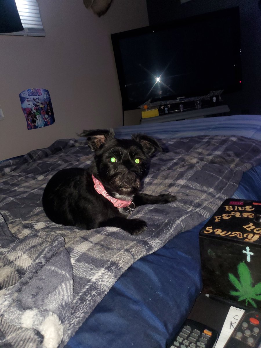 FatFatty43's tweet photo. Bella an I are ready for the weekend. Her eyes be freaky! https://t.co/OgG1HBdPiu