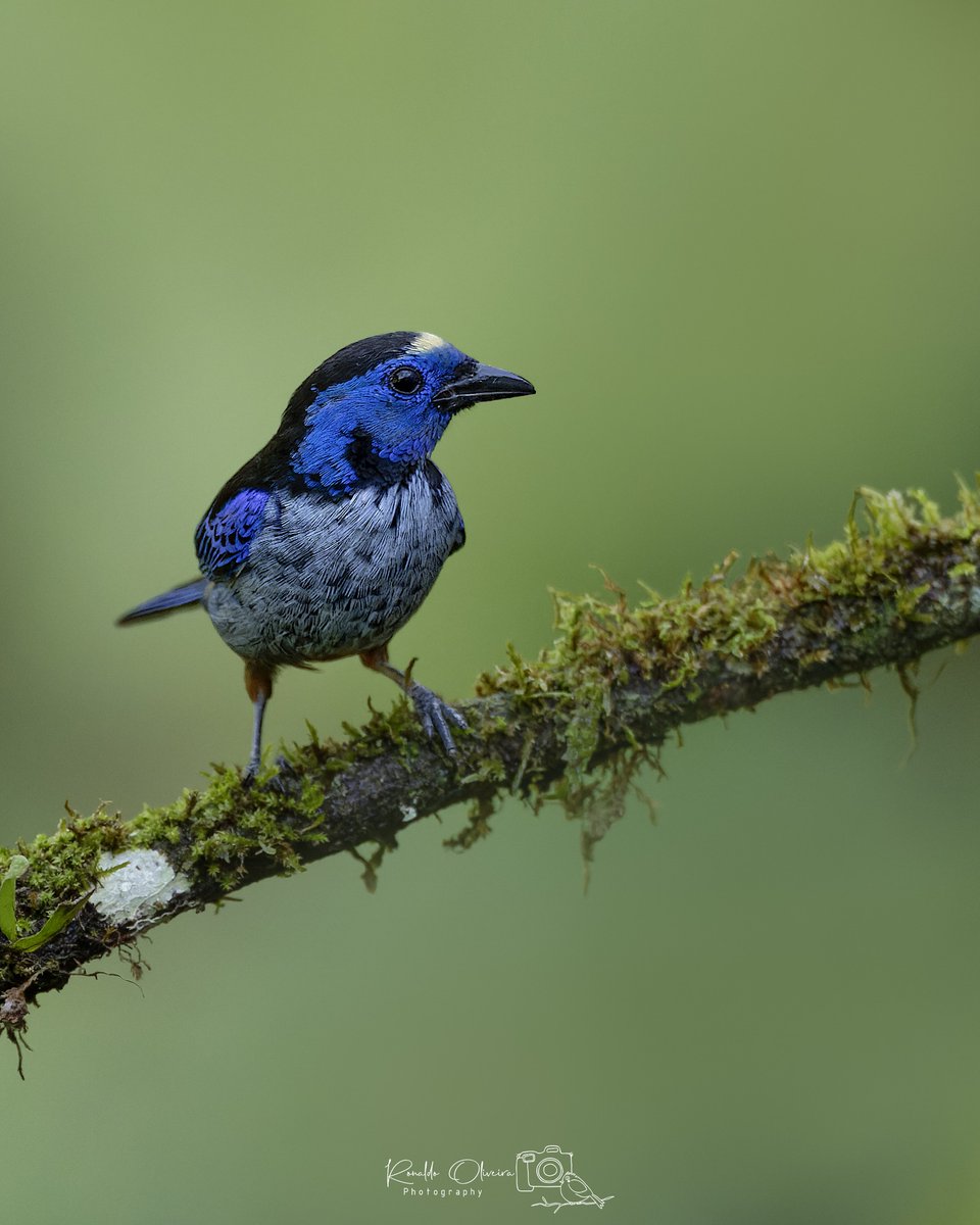 Silver-breasted Tanager

📷 zoonaldo (Instagram) ©️🇧🇷