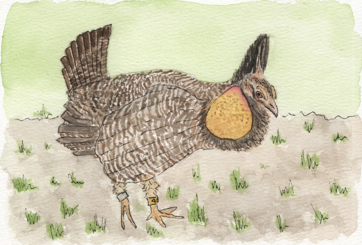 MsBoice's tweet photo. “…the way forward isn’t about choosing. It’s about caring enough about both to insist we find solutions together. It’s about refusing to let “jobs versus environment” be the only story we tell.”

Caring about Attwater’s Prairie-Chicken.

https://t.co/ZvI1zkZqDv https://t.co/SrPTbB2XKK