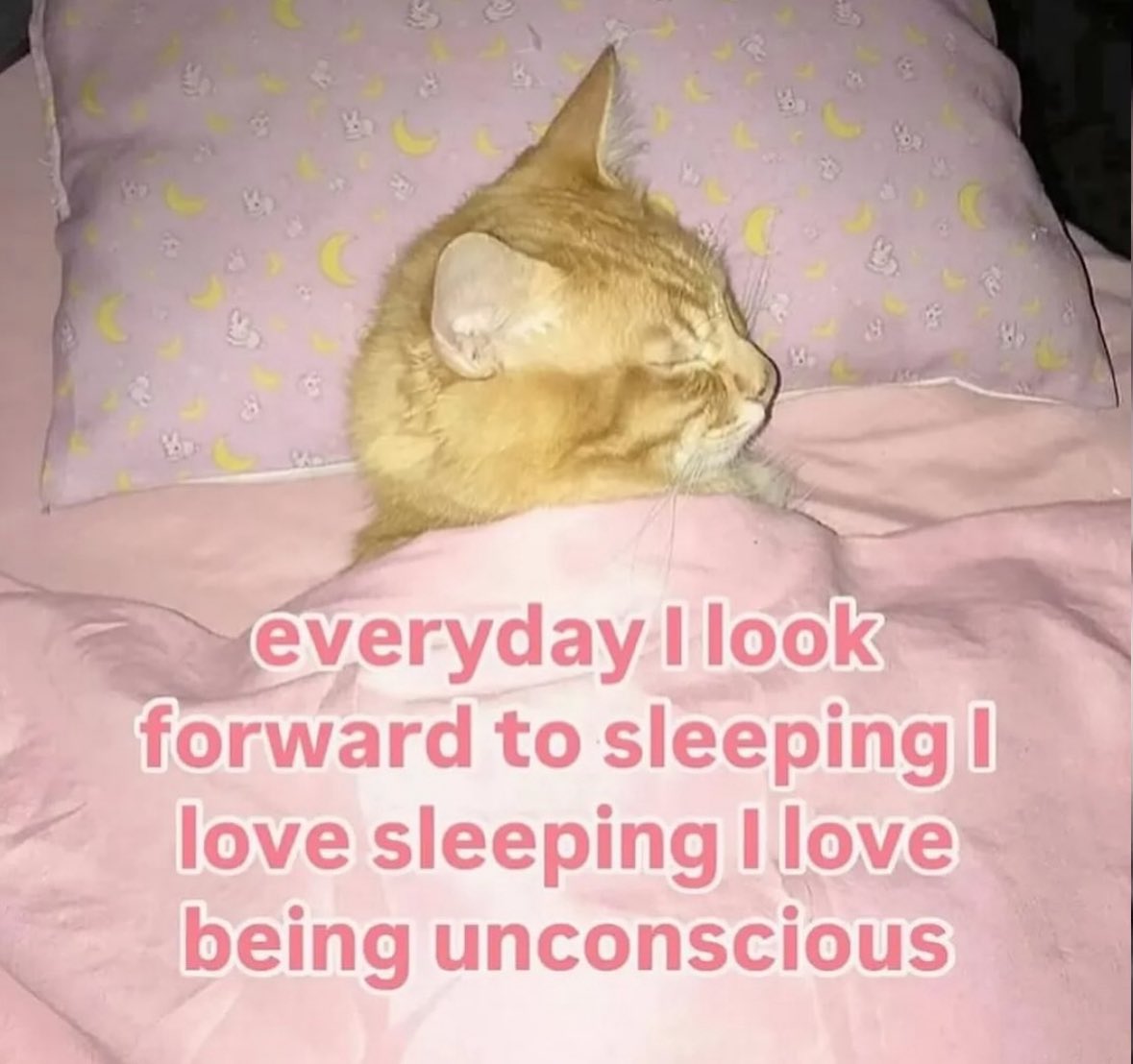 LiterallyMeCats tweet media