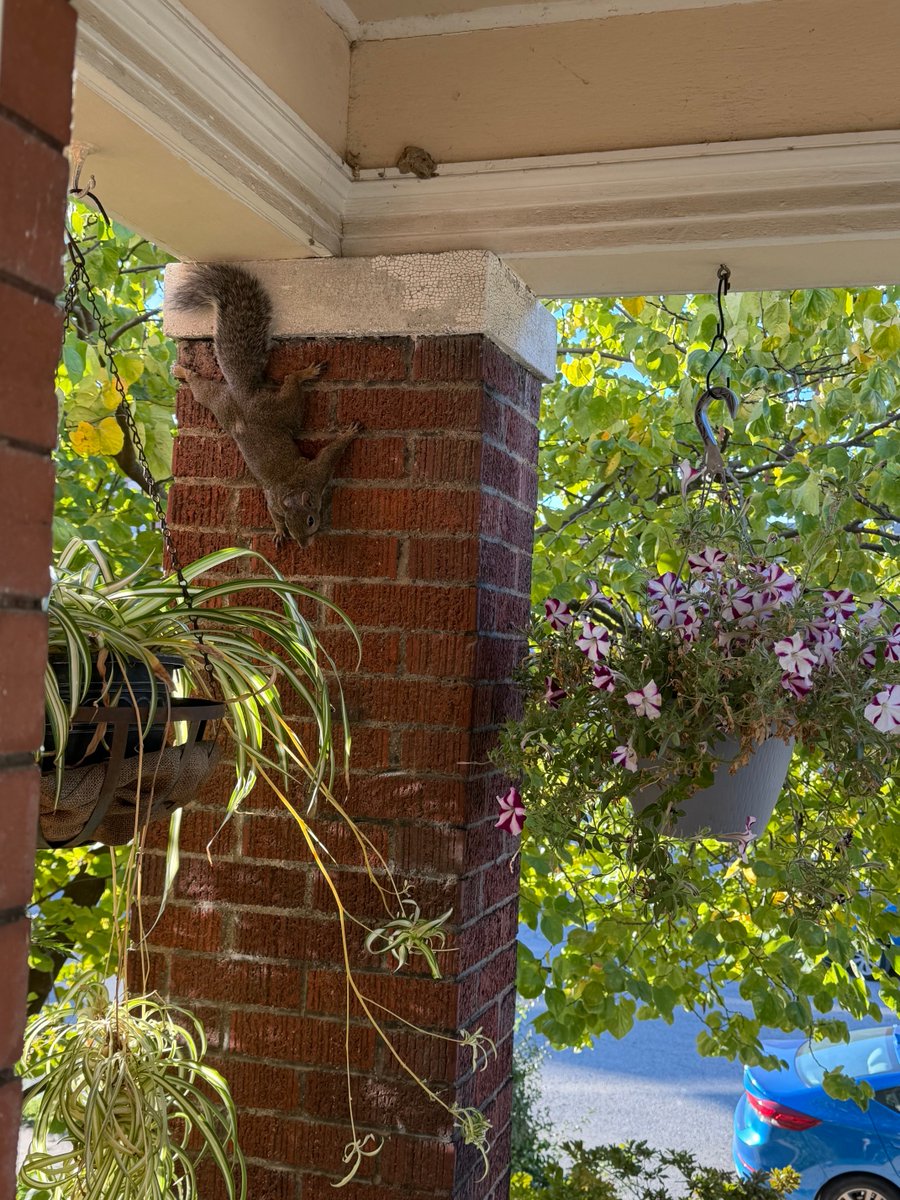 ItsAChicken 🐔 𓅽 (@yesitsachicken) on Twitter photo 