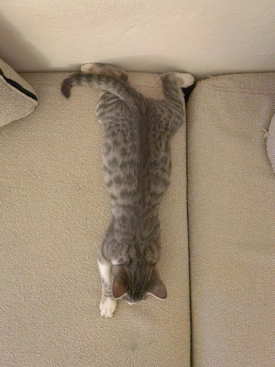 Pamuşum hasta diye tavuk göğsü haşladım, bu arkadaş da yatışından anlaşılacağı üzere, tavuk göğsüyle tanıştı. Kendisine tavuk göğsü haşlayabilecek yuva arıyor