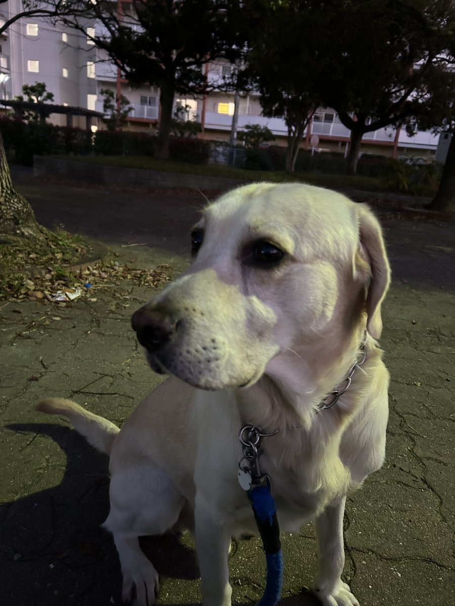 こてっちゃん on X