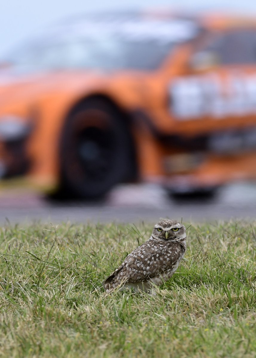 fotoscejas's tweet image. Así en la #F1 como en el #TC.