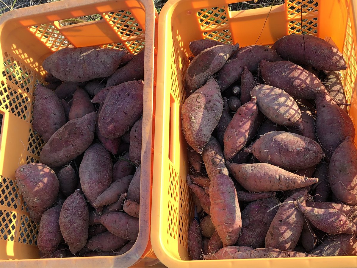 フォロワー様限定オーダーページ② コンバース CONVERSE オールスター エイジド CL OX （アッシュ