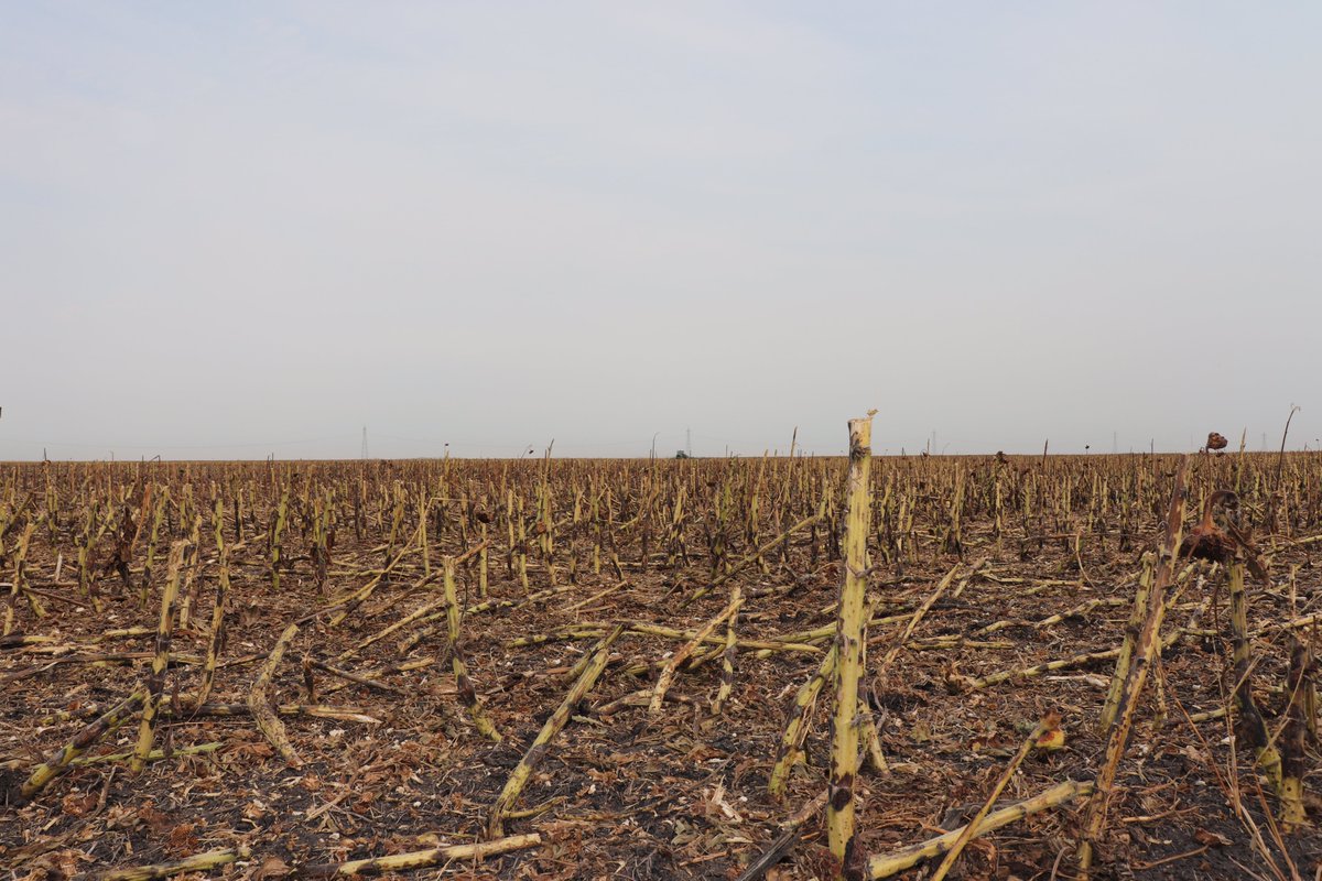 MB farmers: the deadline for nutrient application has been extended to midnight Nov 13!
Until midnight Nov 9, nutrients may be broadcast without incorporation. From Nov 10 to midnight Nov 13, nutrients must be injected or immediately incorporated. 
More: gov.mb.ca/sd/water/lakes…