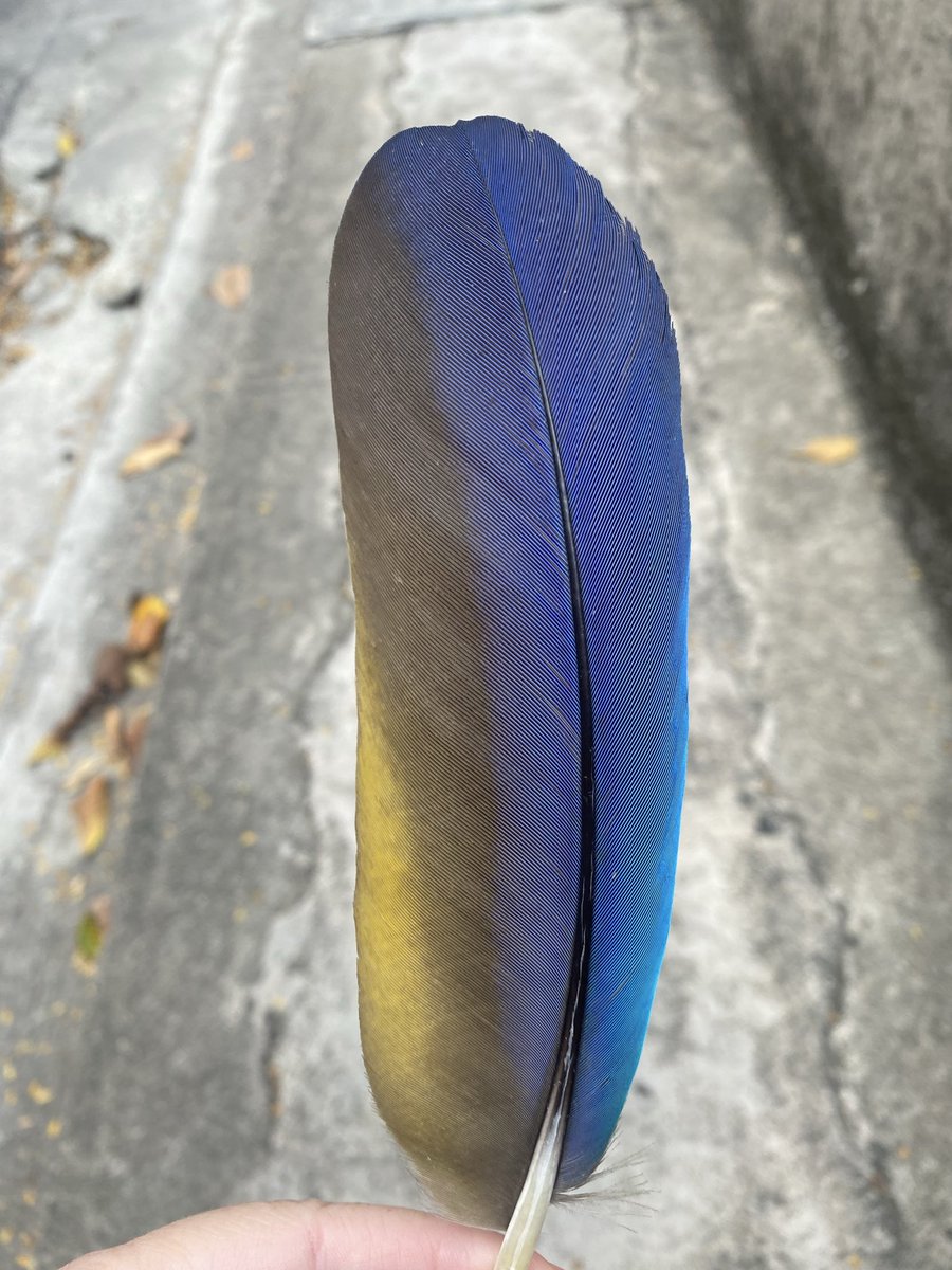 Siempre conmigo 🪽