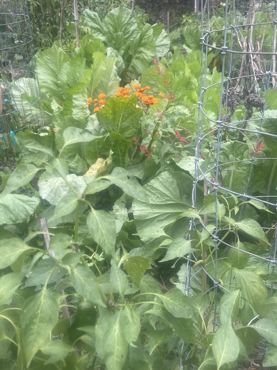 Picking last of peppers before frost.  I’ll give most of them to the lil Mexican store down rd.  We barter. I get fresh mangos and avocados. He gets 25 gallons of peppers. Look at size of jalapeño this year. And of course all plants are head or more.  Fall/ winter garden boomin