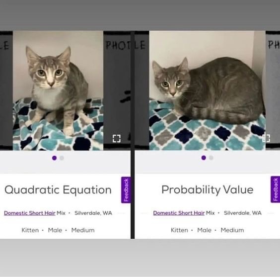 Punch Cat (@punchingcat) on Twitter photo 