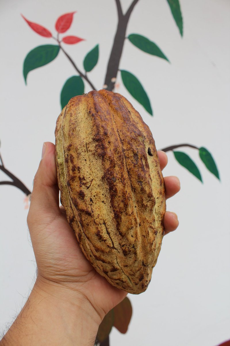 🌱 ¿Qué necesita el cacao para crecer feliz?

El cacao es un árbol tropical que ama los ambientes cálidos y húmedos. Estas son sus condiciones favoritas: