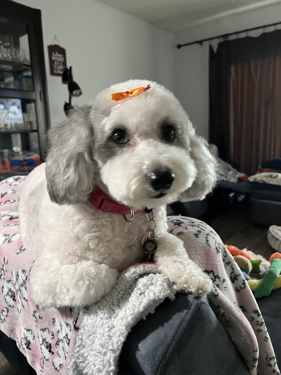 Luna got groomed today 😊