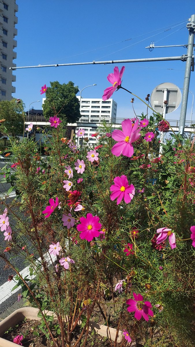 🌸🐍☆のんき☆🐍🌸 on X 🌸🐍☆のんき☆🐍🌸 on X