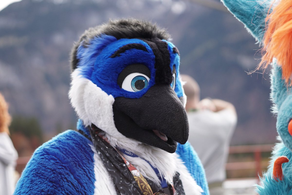 A close up from a blue birb
#FursuitFriday