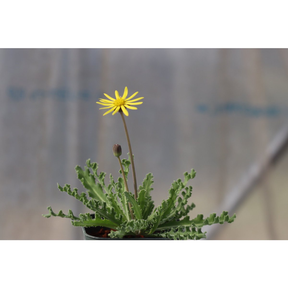 ohgi_nursery (@OhgiNursery) / Posts / X