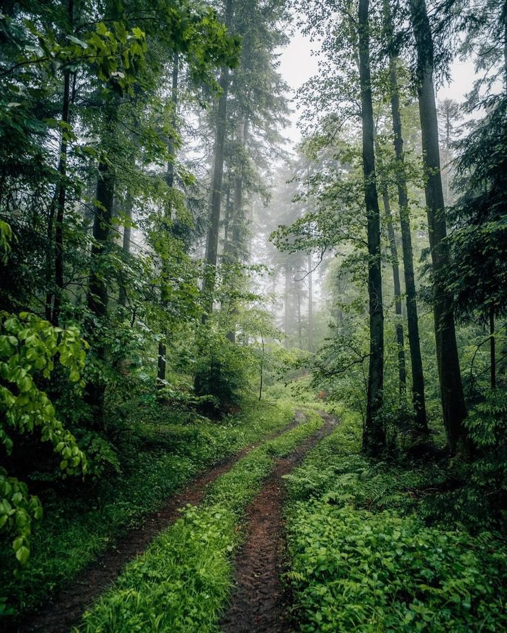 a walk in the forest.🌳