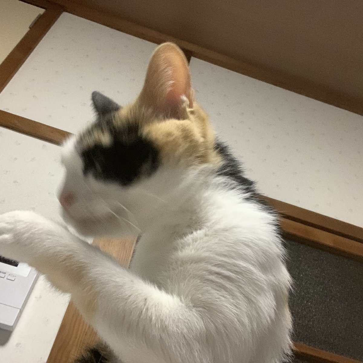 アフリカツチブタ on X