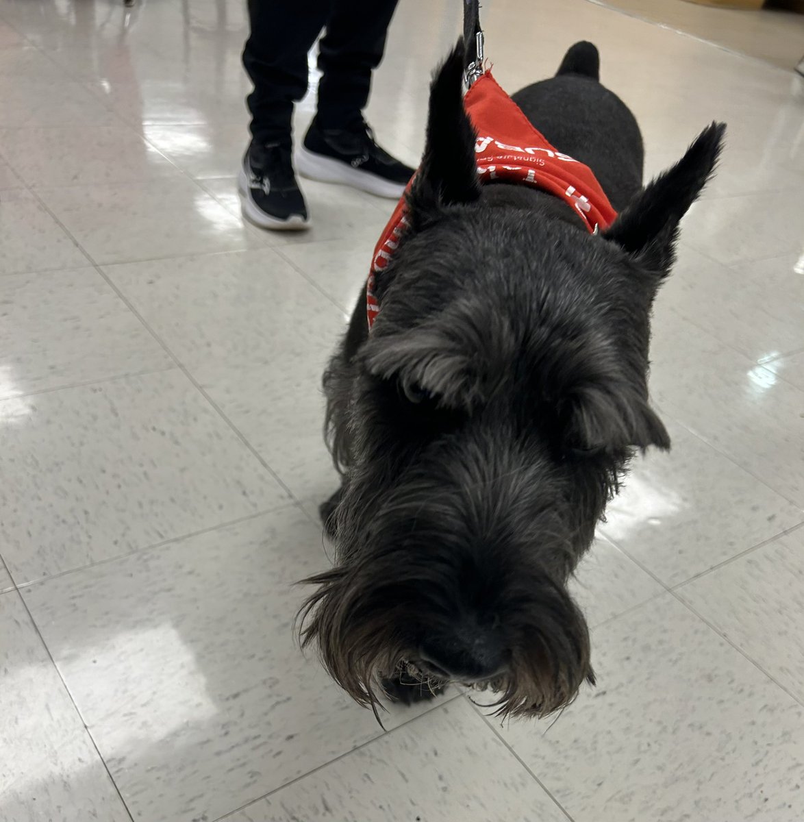 🐾Today our two favourite furry friends arrived for some love and attention. Tails were wagging and smiles were everywhere. Thank you to St. John Ambulance for bringing Eva and Sydney today. Vikings love a visit from therapy dogs 🐾