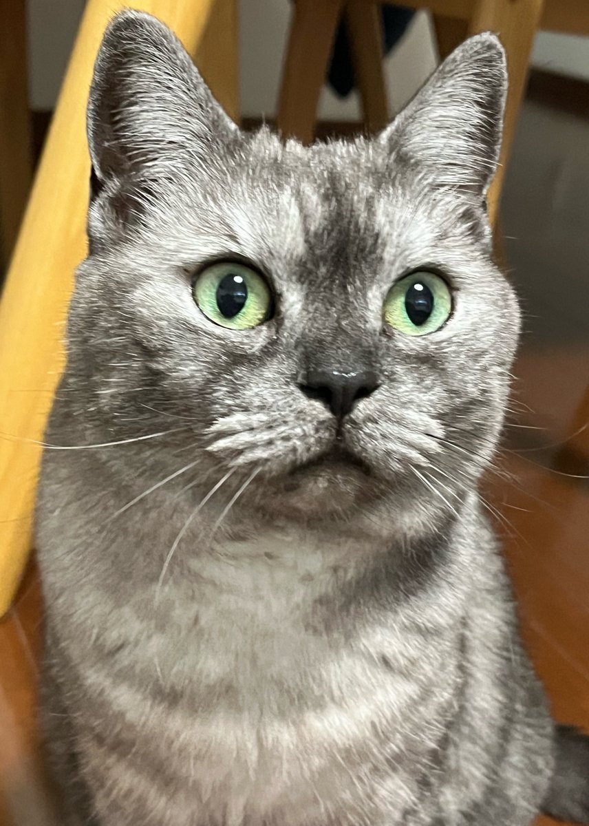 11/8(土)おはようございます
🍁🍂

昨夜は疲れて早く寝てしまいました💦
今日は最後の保護者会行ってきます🏫

楽しい週末をお過ごしくださいね🐈‍⬛🧡🤎