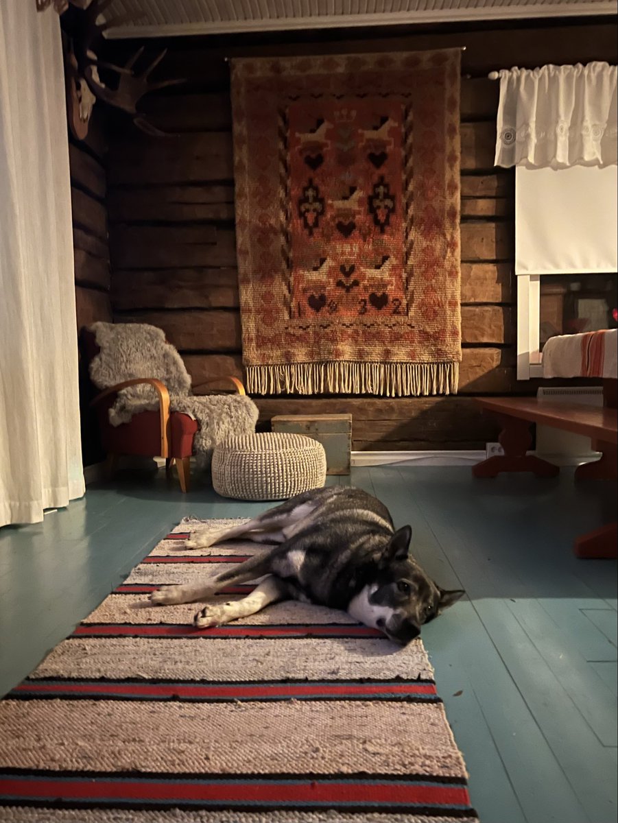 Koira saa nyt levätä, huomenna tutka kaulaan ja ei muuta kun menoksi!
#jämpti