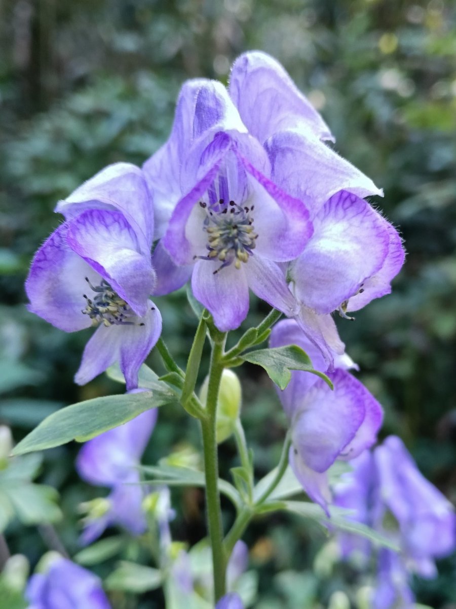 高尾山の花名さがし on X