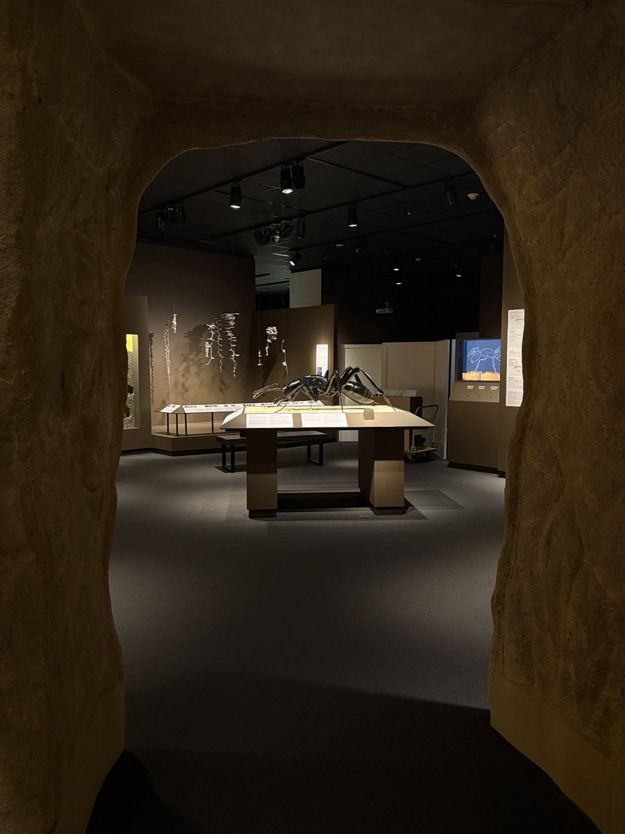 Daniel Ksepka tweet media